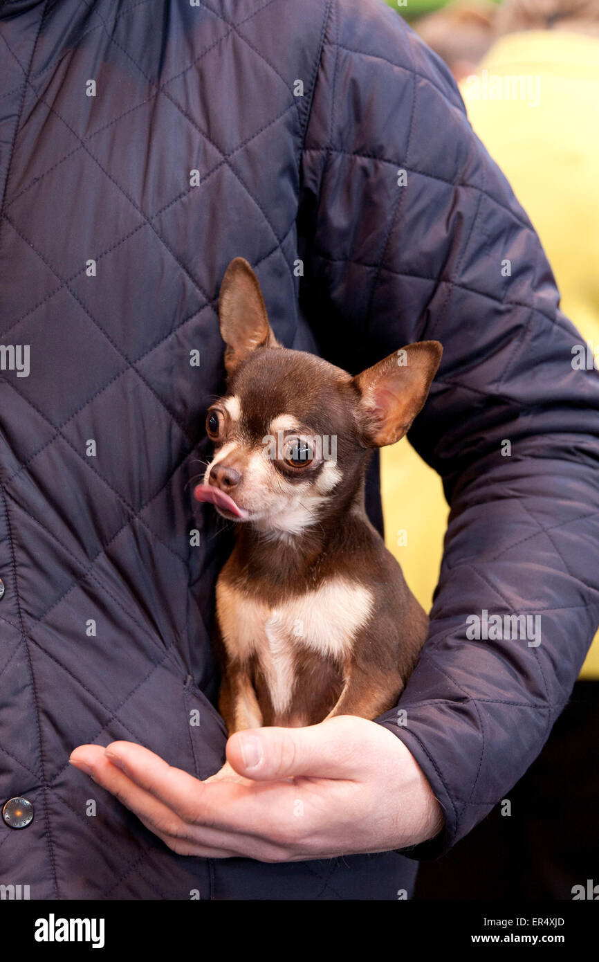 Piccolo Cane Chihuahua inceppata la lingua fuori mentre detenute dal proprietario. Il Crufts 2014 al NEC di Birmingham, UK. 8 Marzo 2014 Foto Stock