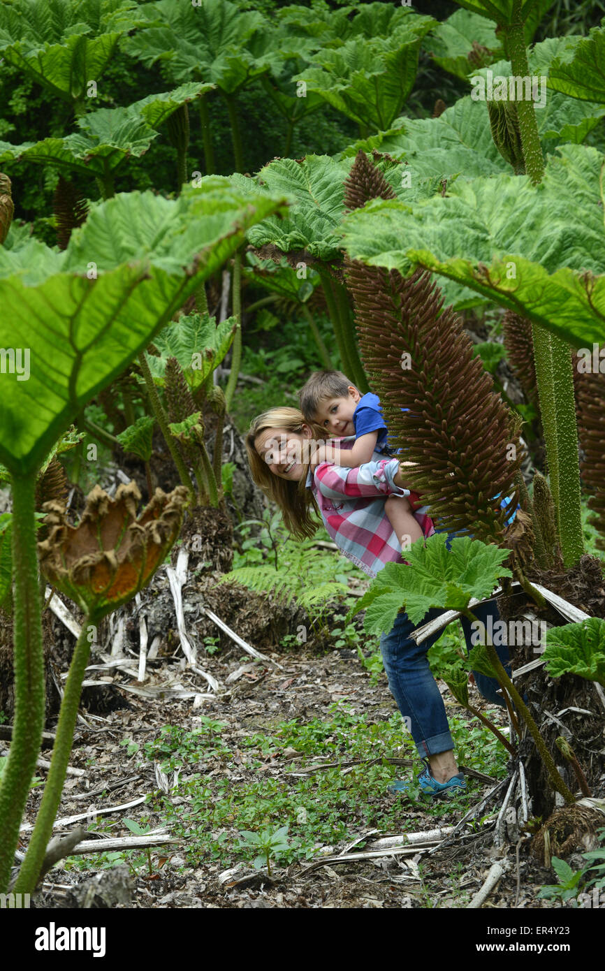 La madre e il bambino ad esplorare il giardino selvatico piante Gunnera manicata o gigante rabarbaro nella primavera del Regno Unito Foto Stock