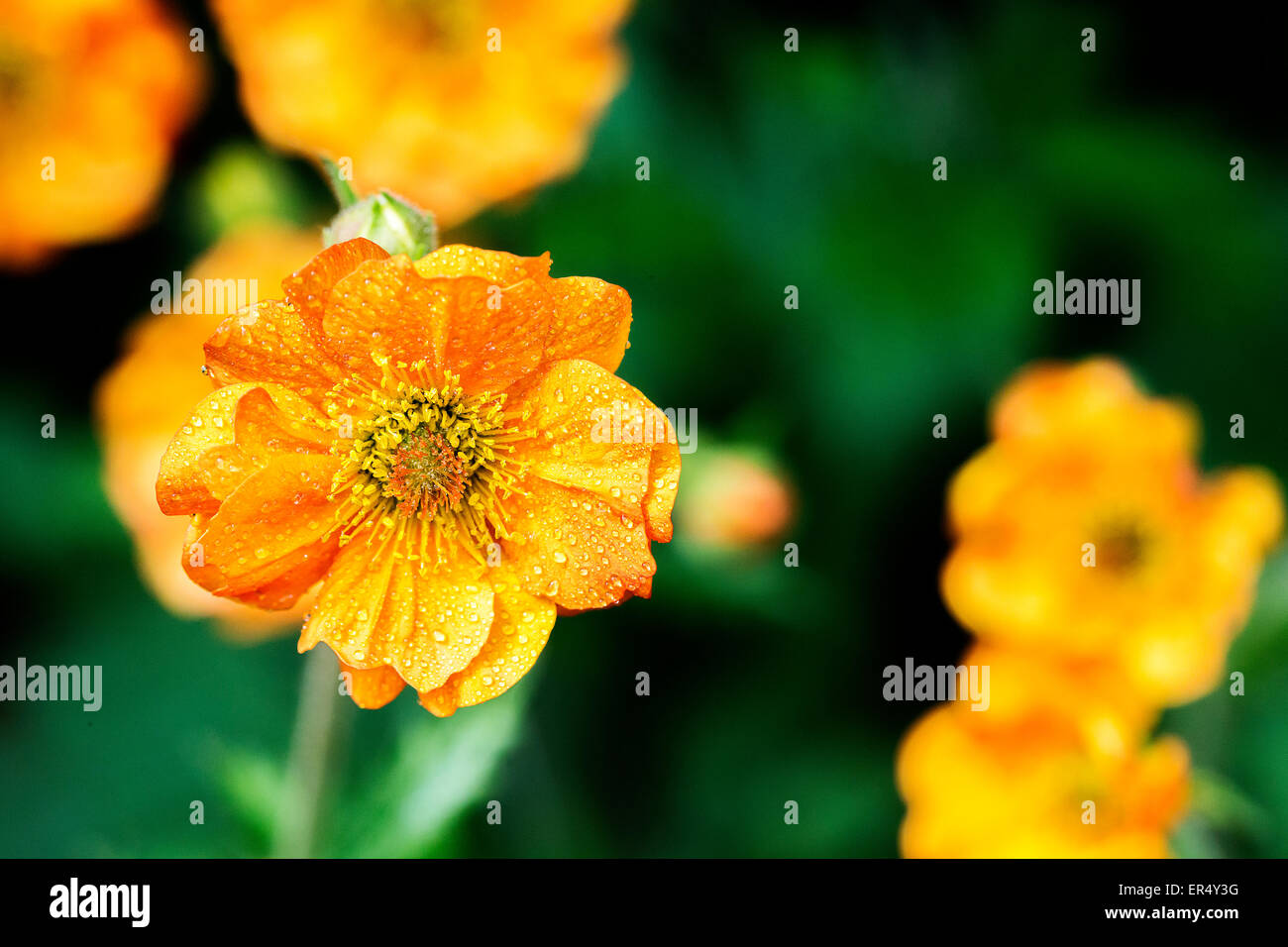 Un cluster di orange Geum blumi a seguito di una doccia a pioggia con il focus sul fiore più vicino Foto Stock