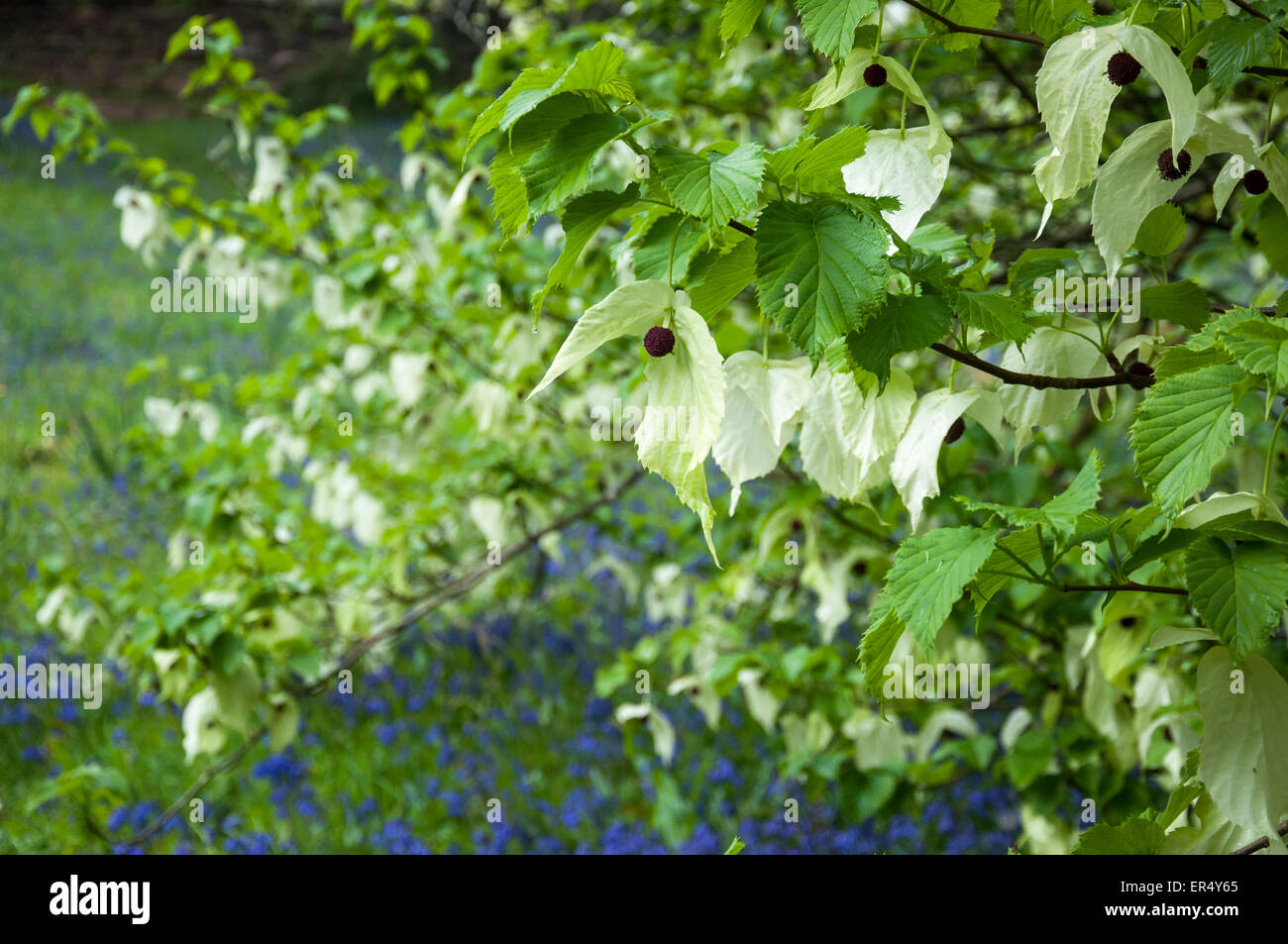 Davidia involucrata, altrimenti noto come la colomba tree o fazzoletto tree. Bluebells crescendo crescendo al di sotto. Foto Stock