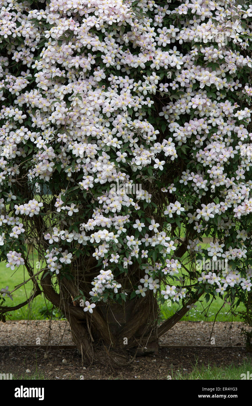 La clematide montana var. rubens "Elizabeth". La clematide Montana Elisabetta fiori in un giardino Foto Stock