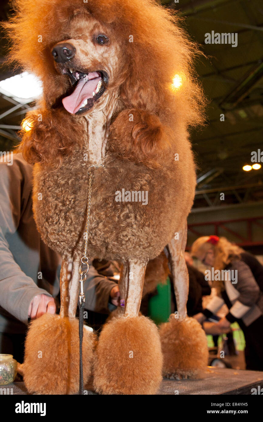 Barboncino standard. Crufts 2014 al NEC di Birmingham, Regno Unito. 8th marzo 2014 Foto Stock