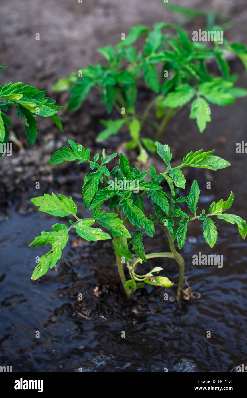 Arbusti piantati pagamento anticipato di pomodoro acqua corrente.Il fuoco selettivo Foto Stock