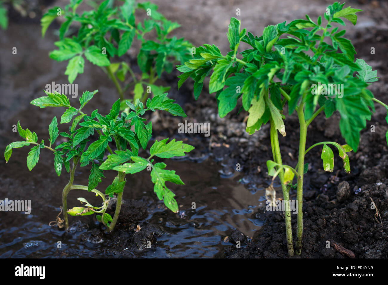 Arbusti piantati pagamento anticipato di pomodoro acqua corrente.Il fuoco selettivo Foto Stock