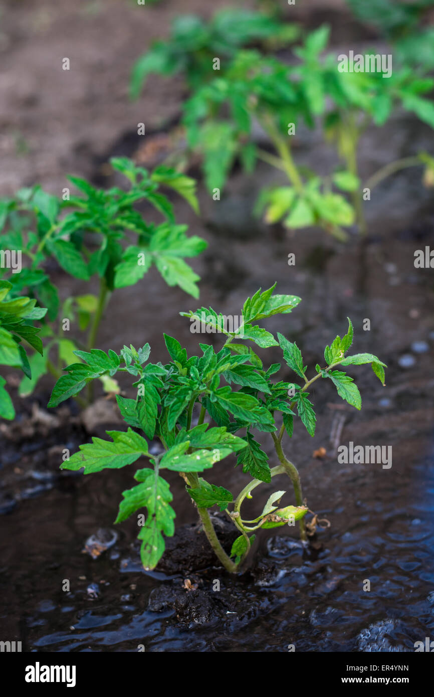 Arbusti piantati pagamento anticipato di pomodoro acqua corrente.Il fuoco selettivo Foto Stock