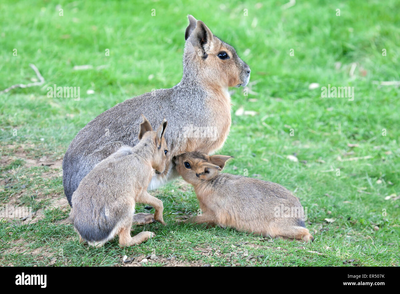 Due giovani Mara poppate alimentazione dalla loro madre Foto Stock