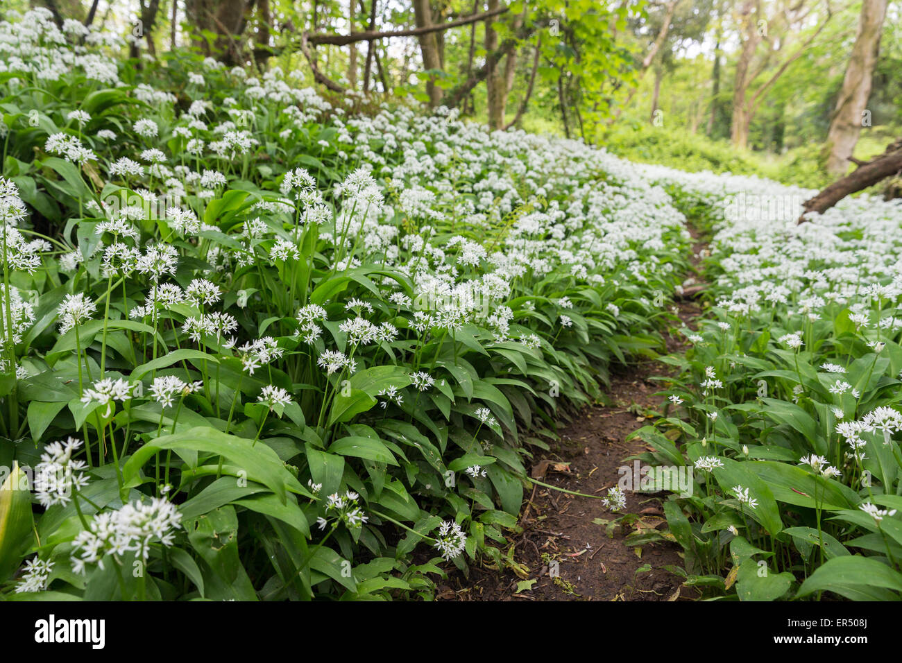 Un display abundany di aglio selvatico (Allium ursinum) linea di fiori i percorsi del Lodge Park di legno in Stackpole, Pembrokeshire. Foto Stock