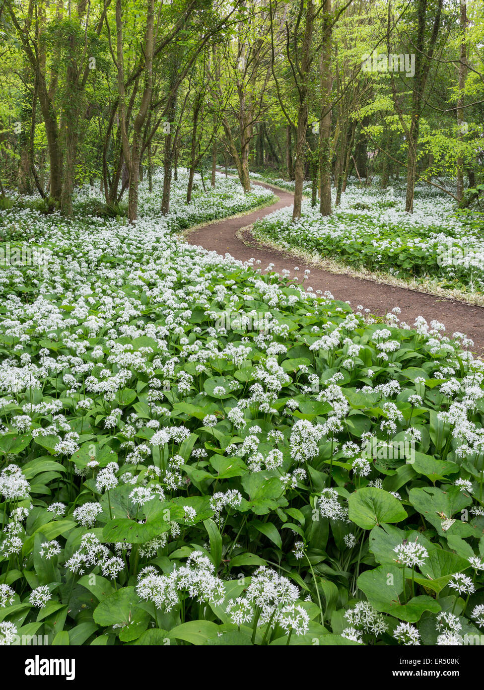 Un display abundany di aglio selvatico (Allium ursinum) linea di fiori i percorsi del Lodge Park di legno in Stackpole, Pembrokeshire. Foto Stock
