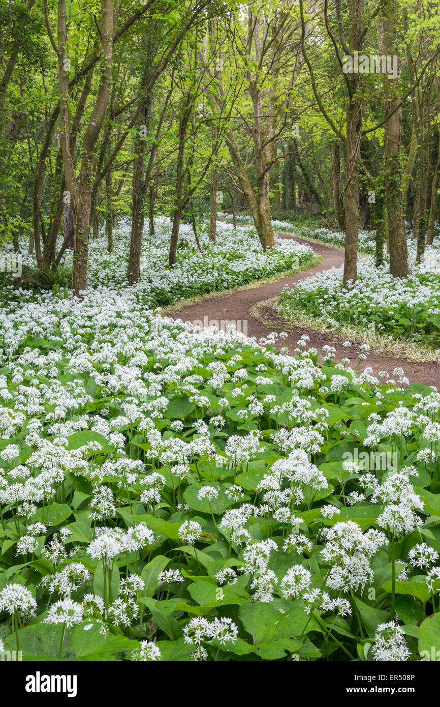 Un display abundany di aglio selvatico (Allium ursinum) linea di fiori i percorsi del Lodge Park di legno in Stackpole, Pembrokeshire. Foto Stock