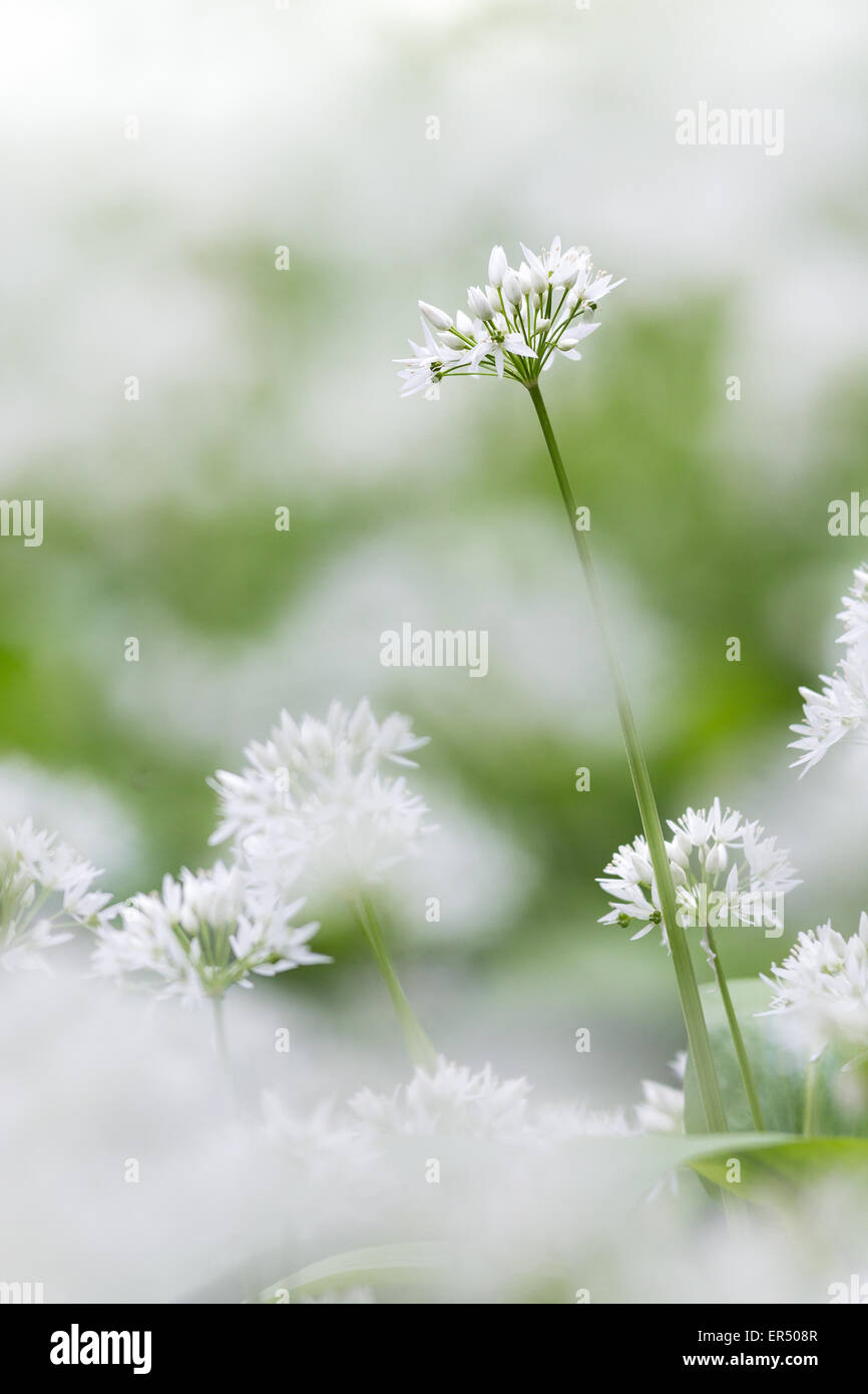 Un unico aglio selvatico (Allium ursinum) fiore si eleva alto nei boschi a Stackpole, Pembrokeshire. Foto Stock