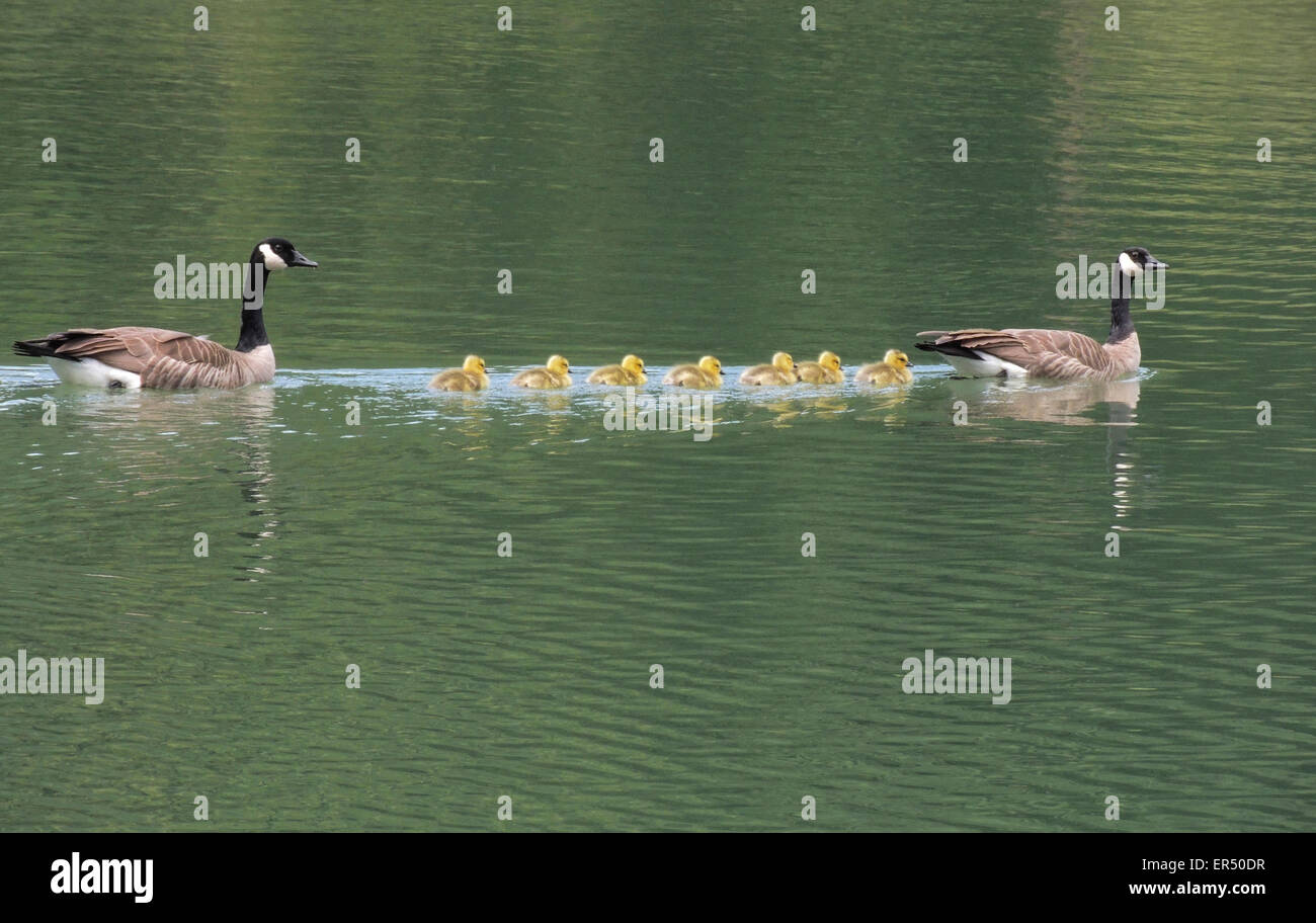 Oche canadesi (Branta canadensis) una famiglia di giorno del vecchio goslings godetevi una gita su un piccolo lago nella Sierra foothills dell né Foto Stock