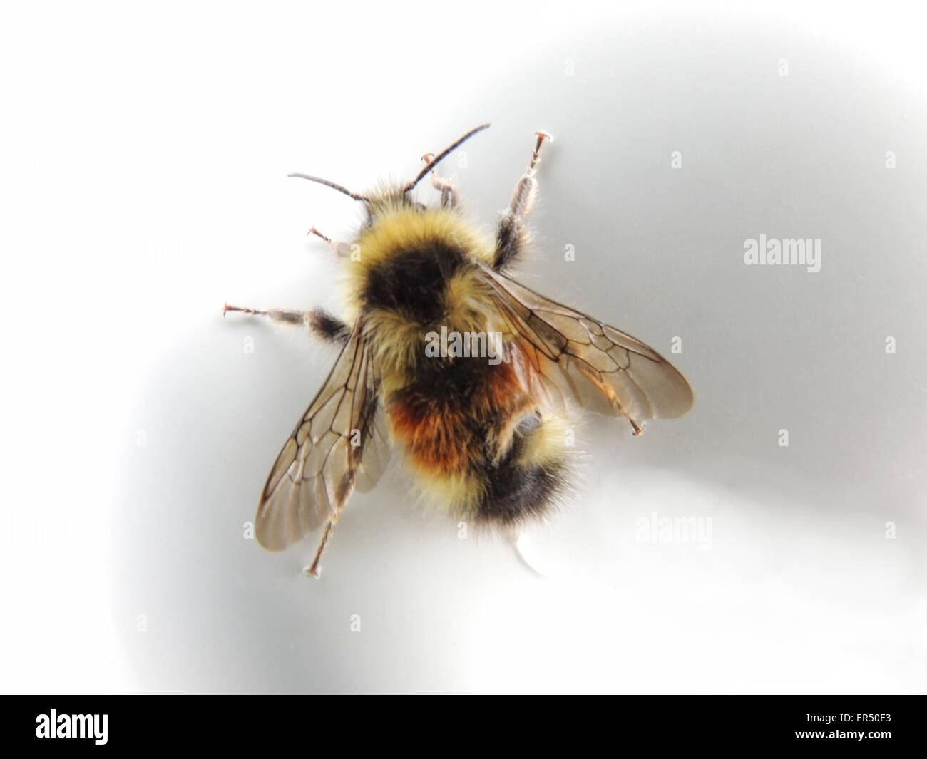 Le api sono gli insetti volanti che si nutrono principalmente di polline e nettare. Essi si trovano in tutto il mondo (eccetto in Antartide) dove Foto Stock