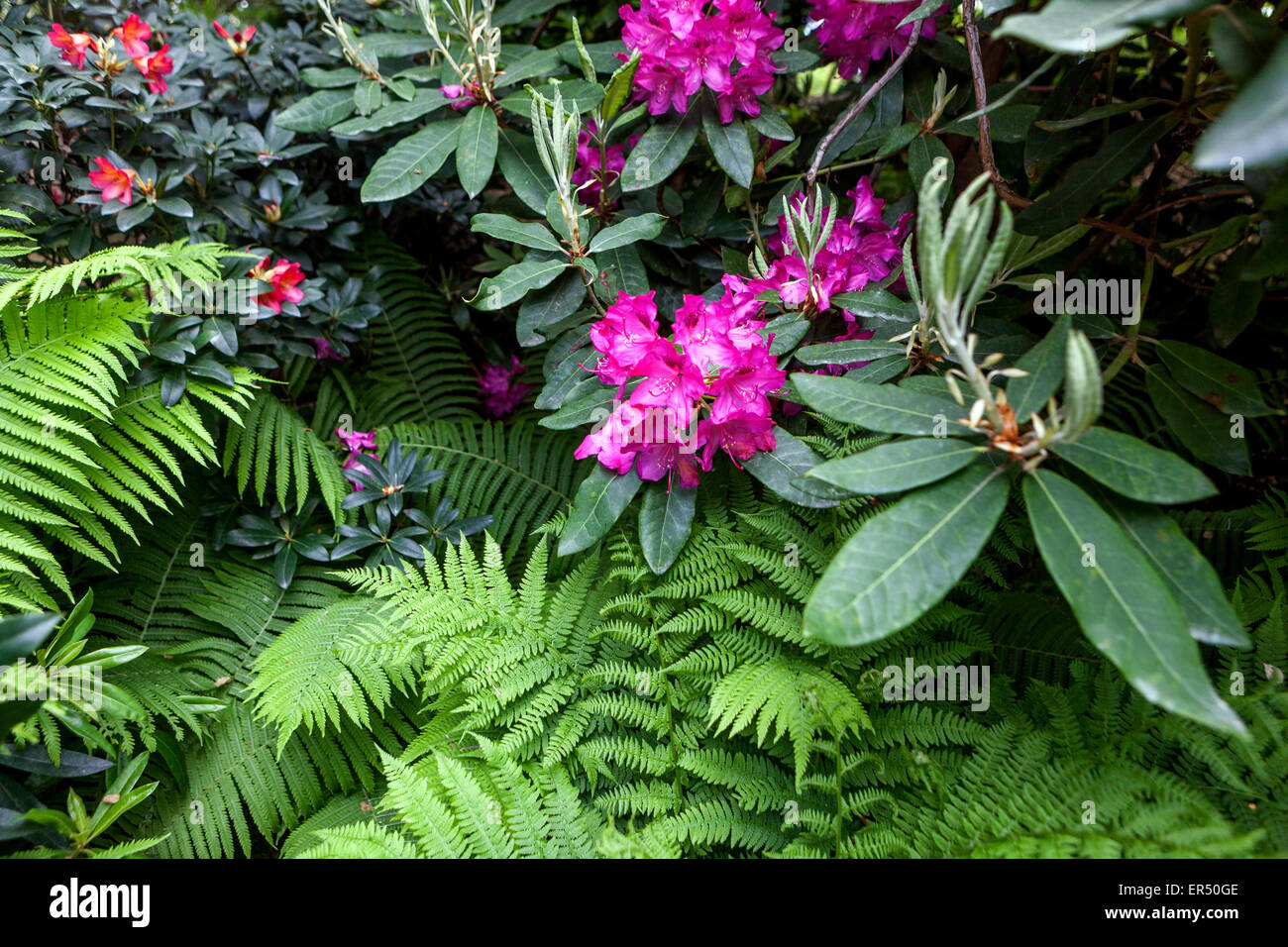Fiori di rododendro, felce rododendri giardino, fioritura delle piante Foto Stock