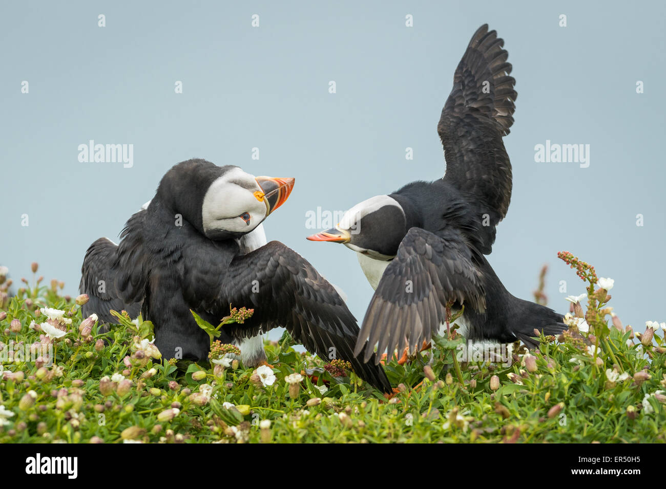 Due Atlantic i puffini ( Fratercula arctica) diverbio, Skomer Island, Pembrokeshire Foto Stock