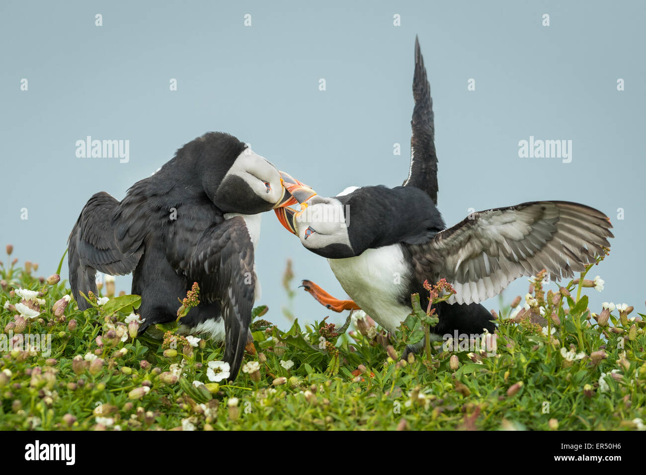 Due Atlantic i puffini ( Fratercula arctica) diverbio, Skomer Island, Pembrokeshire Foto Stock