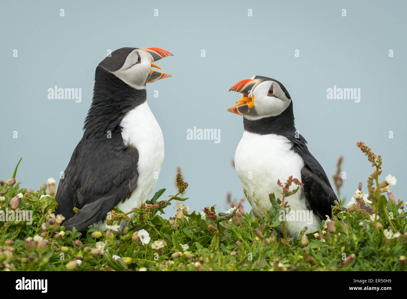 Due Atlantic i puffini ( Fratercula arctica) diverbio, Skomer Island, Pembrokeshire Foto Stock