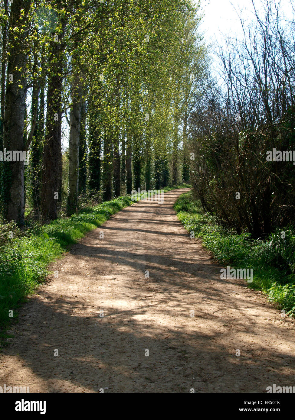 Viale di alberi a fianco di una pista sterrata Road Dorset, Regno Unito Foto Stock