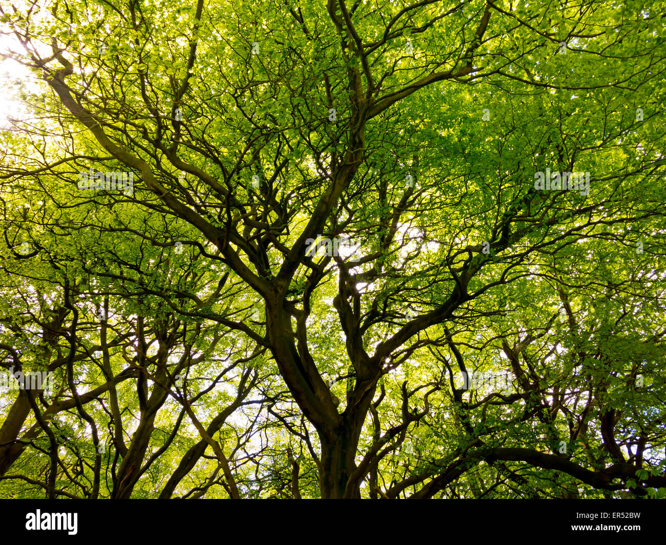 Vista fino a rami di alberi in una nuova molla a balestra nel Derbyshire Peak District Inghilterra REGNO UNITO Foto Stock