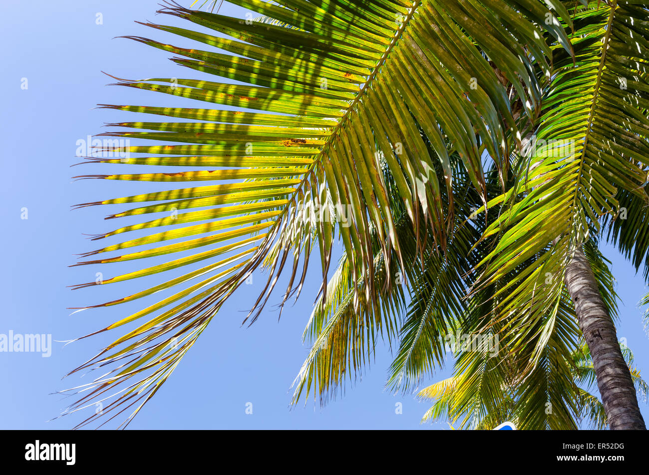 Miami Beach, Florida Palm tree close up Foto Stock