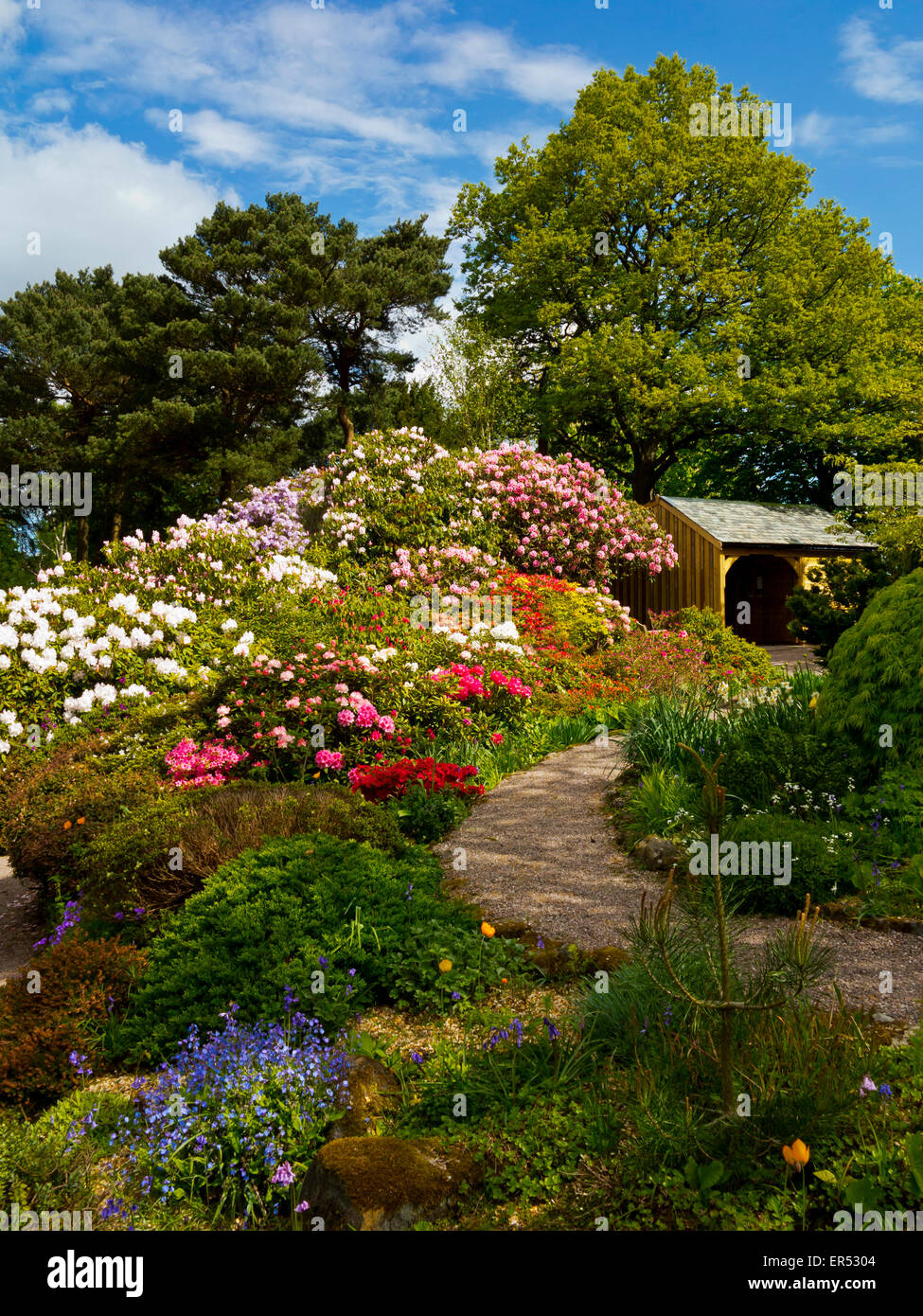 Rododendri in primavera a Lea Gardens una popolare attrazione turistica vicino a Matlock Derbyshire Dales Peak District Inghilterra REGNO UNITO Foto Stock