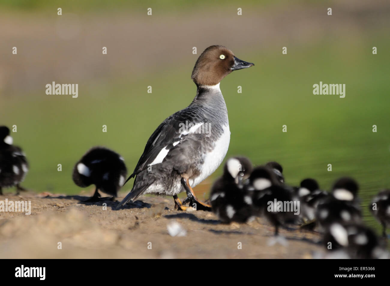 Comune Femmina Goldeneye con la sua covata Foto Stock