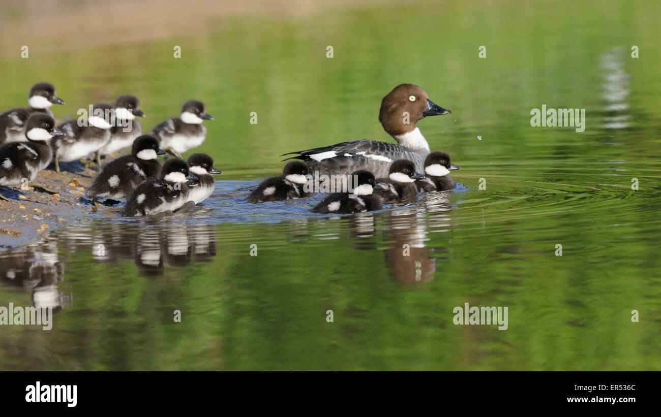 Comune Femmina Goldeneye con la sua covata Foto Stock