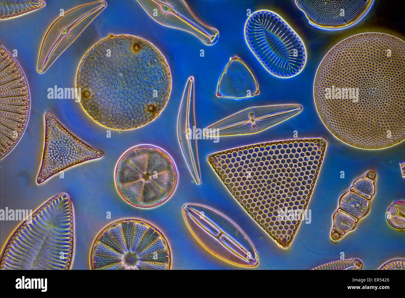 Il fitoplancton, forma di diatomee diversità, campo oscuro sfondo blu Foto Stock