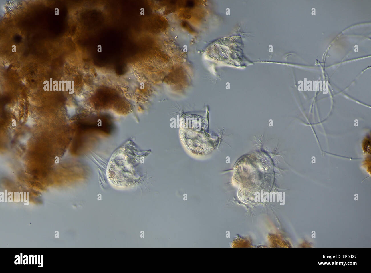 Campo oscuro fotomicrografia, anaerobiche heterotrich ciliati Caenomorpha Foto Stock