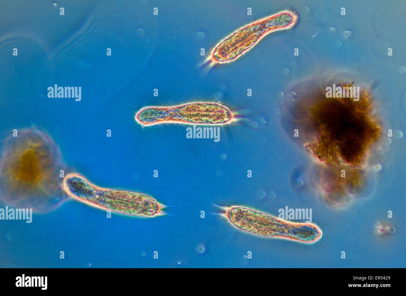 Campo oscuro fotomicrografia, Gastrotrich o 'hairybacks" (simile a ciliati) in un stagno Foto Stock