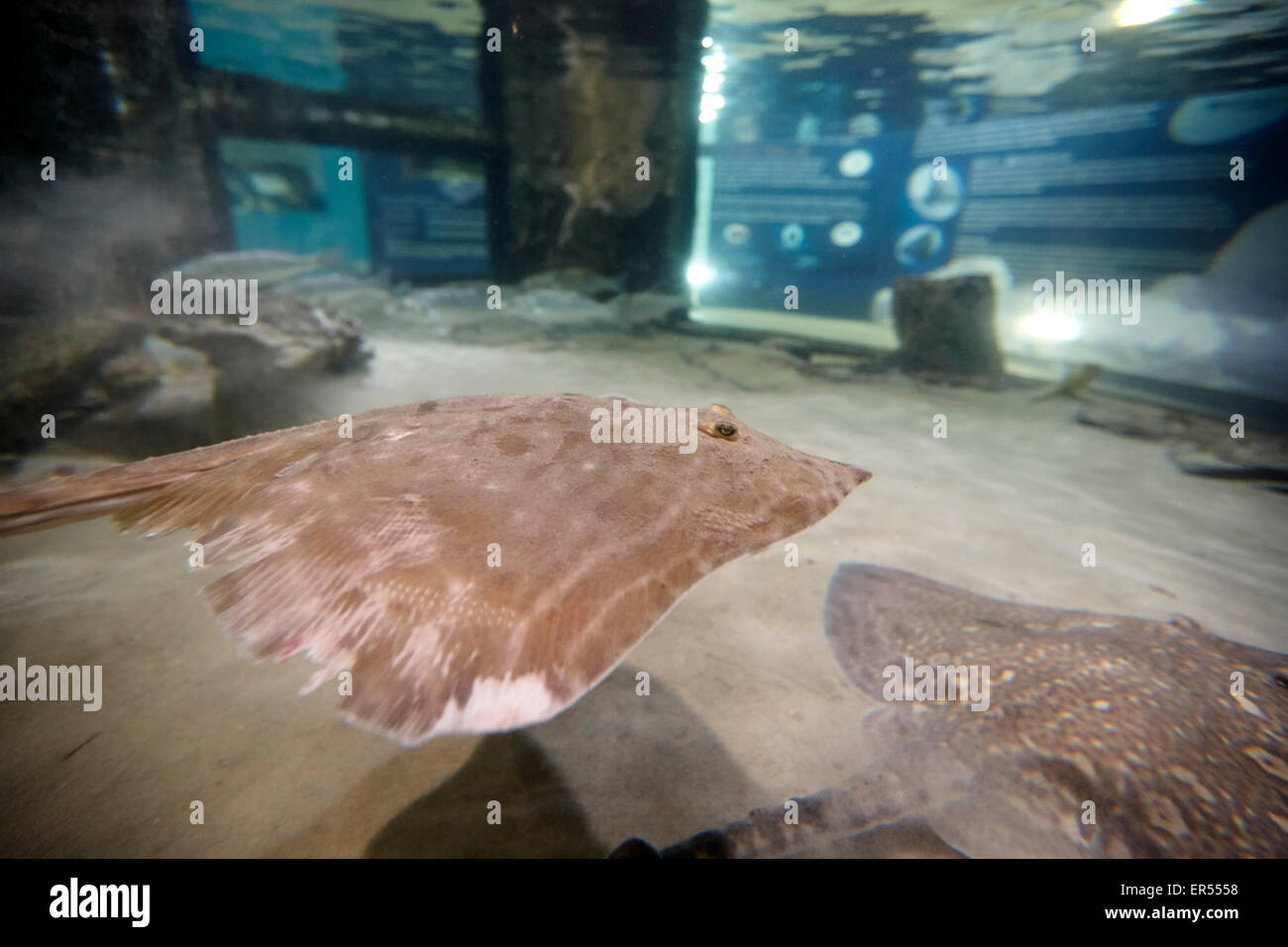 Thornback ray nuotare in acquario serbatoio nel Regno Unito Foto Stock