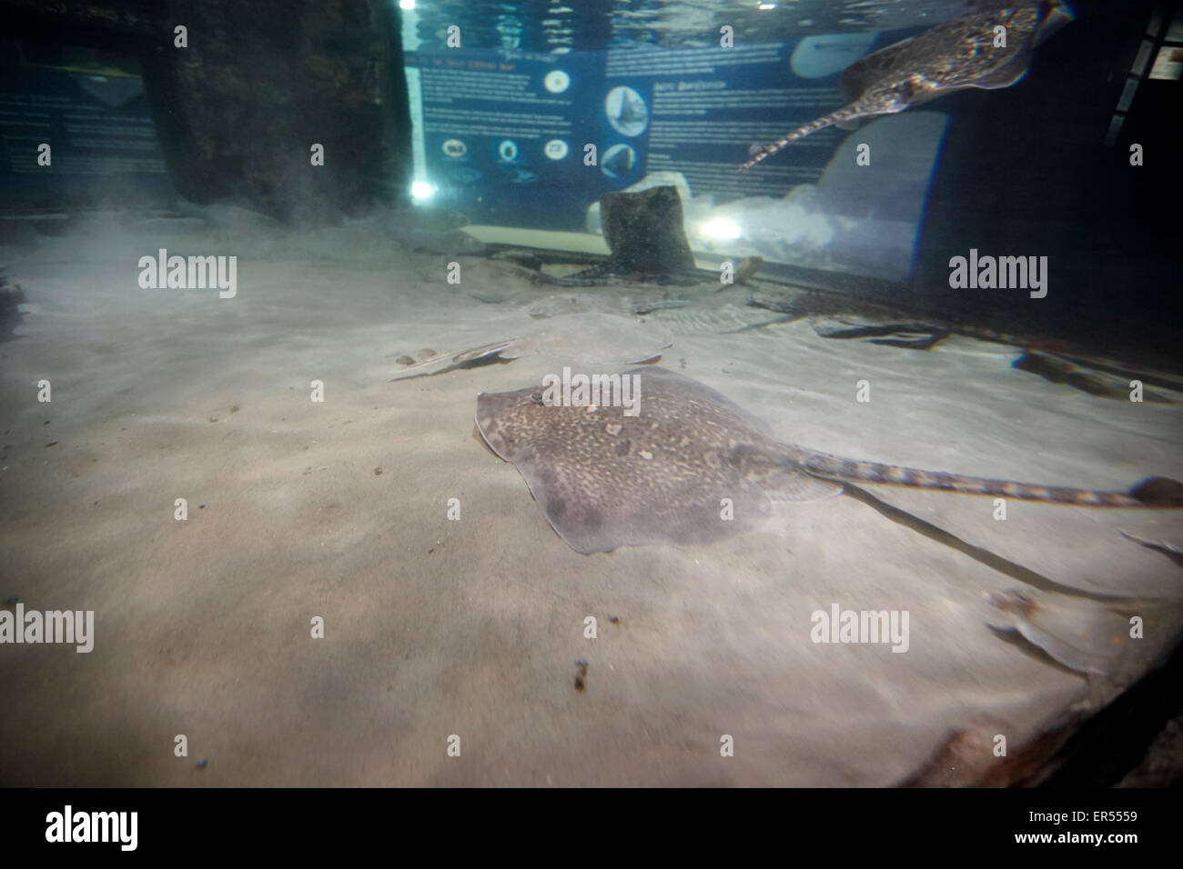 Thornback ray nuotare in acquario serbatoio nel Regno Unito Foto Stock