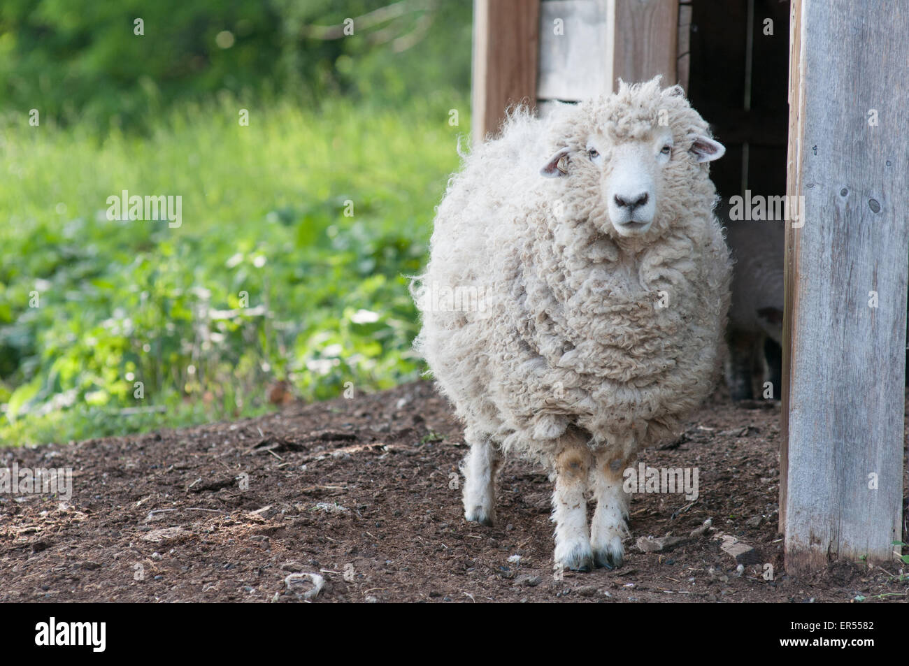 Una pecora da un fienile su New Hampshire farm. Foto Stock