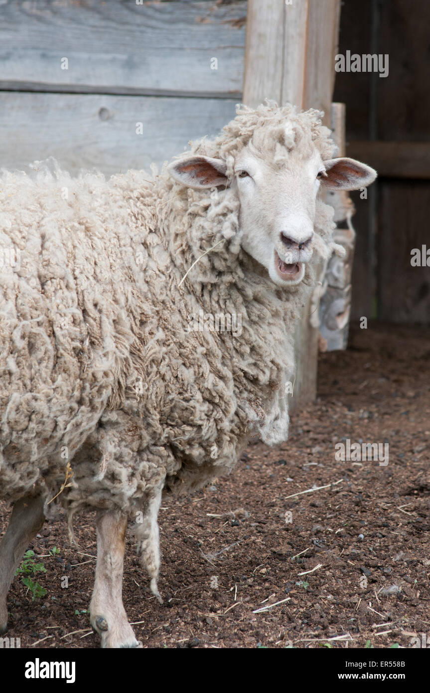 Una pecora grida da un granaio. Foto Stock