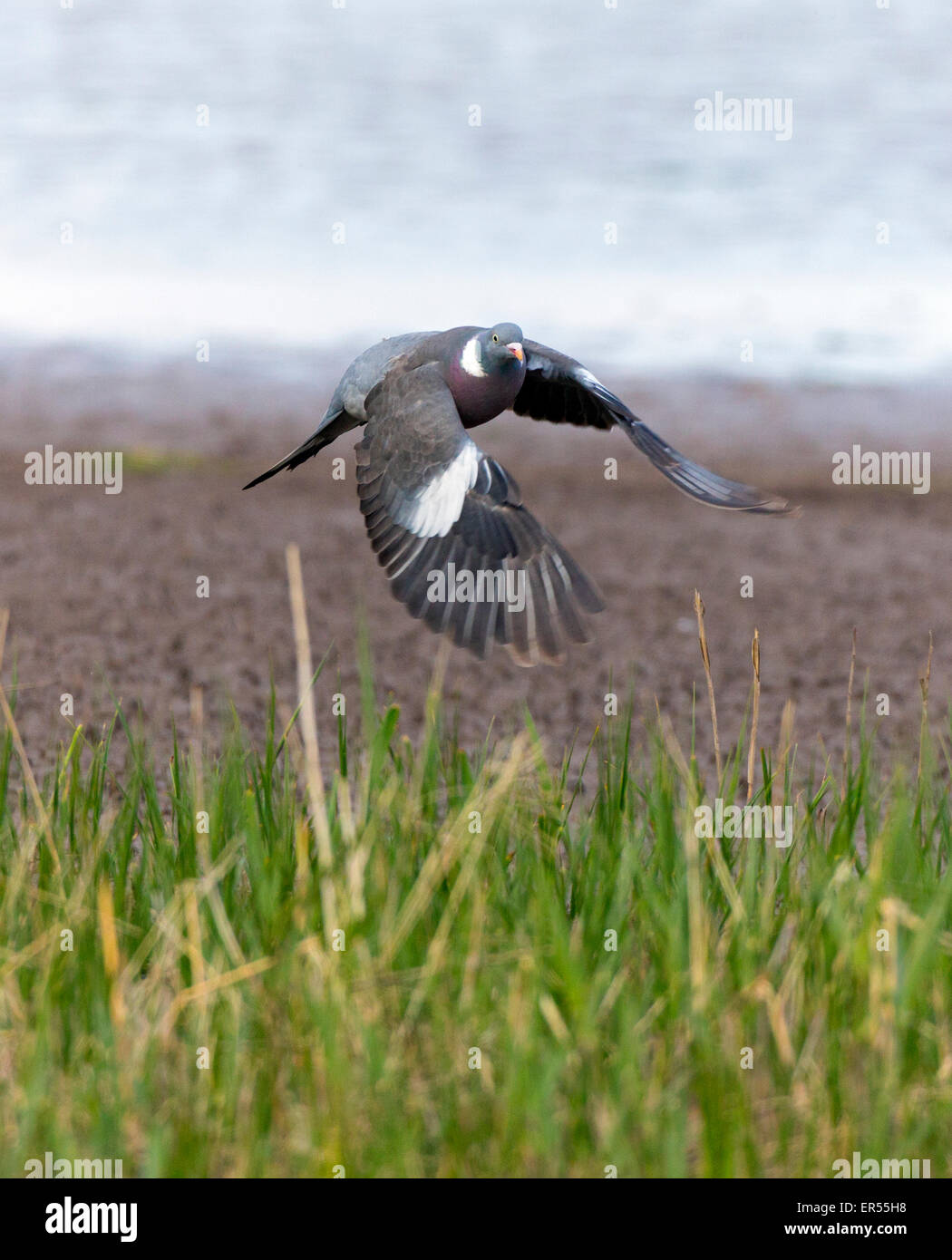 Colombaccio volando a bassa quota sopra l'erba. Columba palumbus Foto Stock