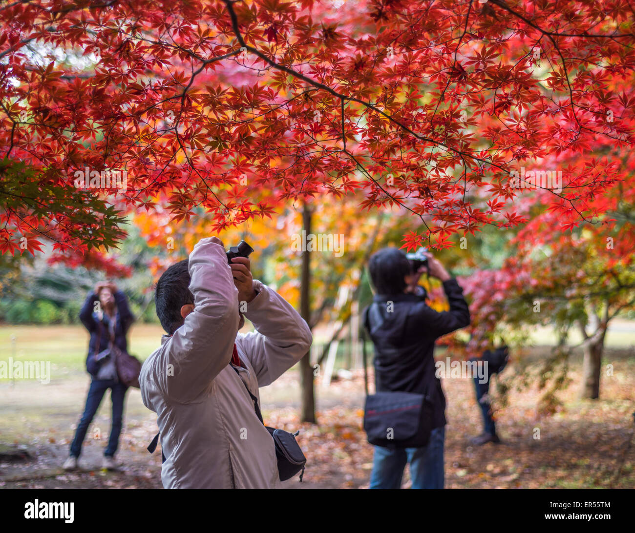 TOKYO, Giappone - Novembre, 30, 2014: i turisti giapponesi a scattare foto di momiji alberi di acero Foto Stock