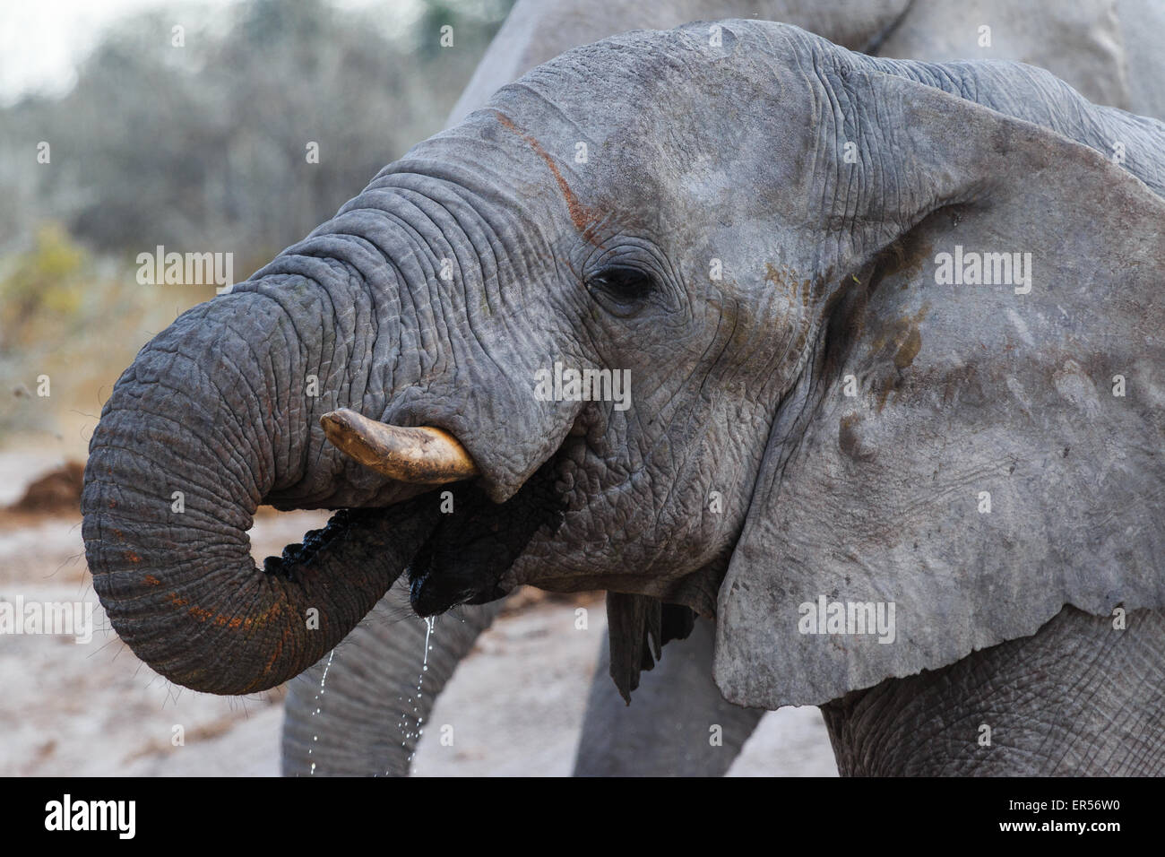 Elephant bere e spandere acqua in Botswana. Foto Stock