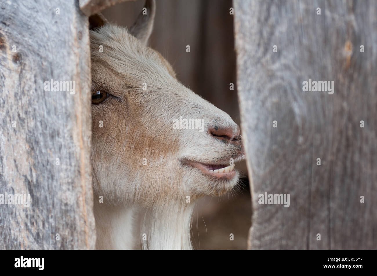 Una capra guarda attraverso un foro in un muro del granaio. Foto Stock