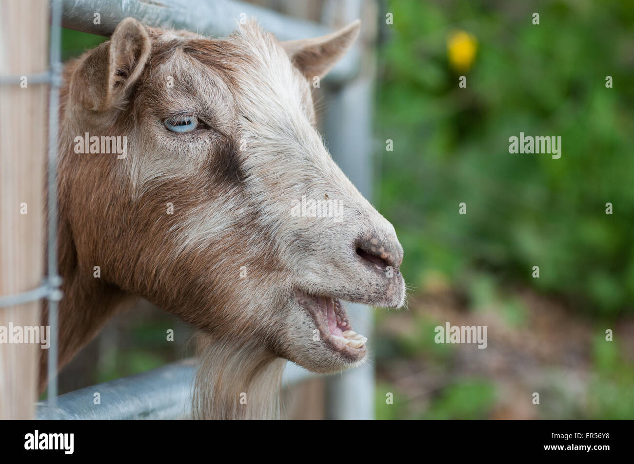 Una capra affiora la sua testa attraverso un cancello in una fattoria del New Hampshire, Stati Uniti d'America. Foto Stock