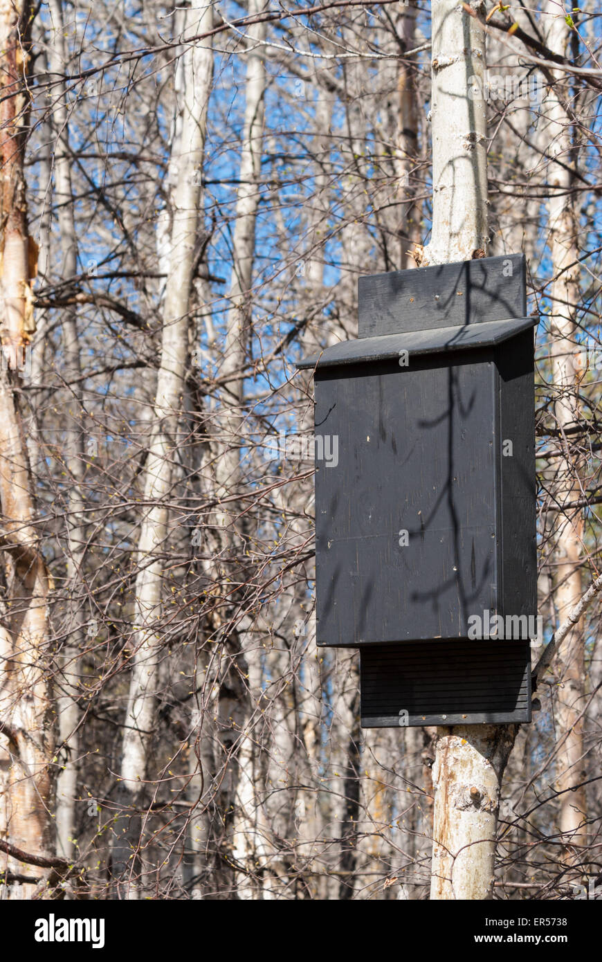 Un Bat-box attaccato ad un pioppo nella gloria colline Area di Conservazione, Alberta. Foto Stock