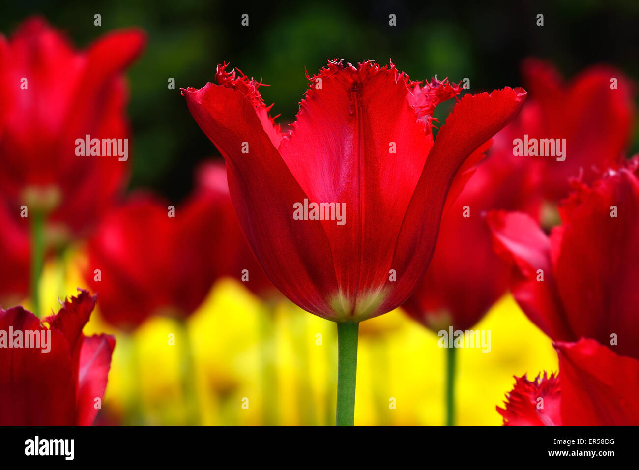Terry rosso tulip closeup nel sole luminoso Foto Stock