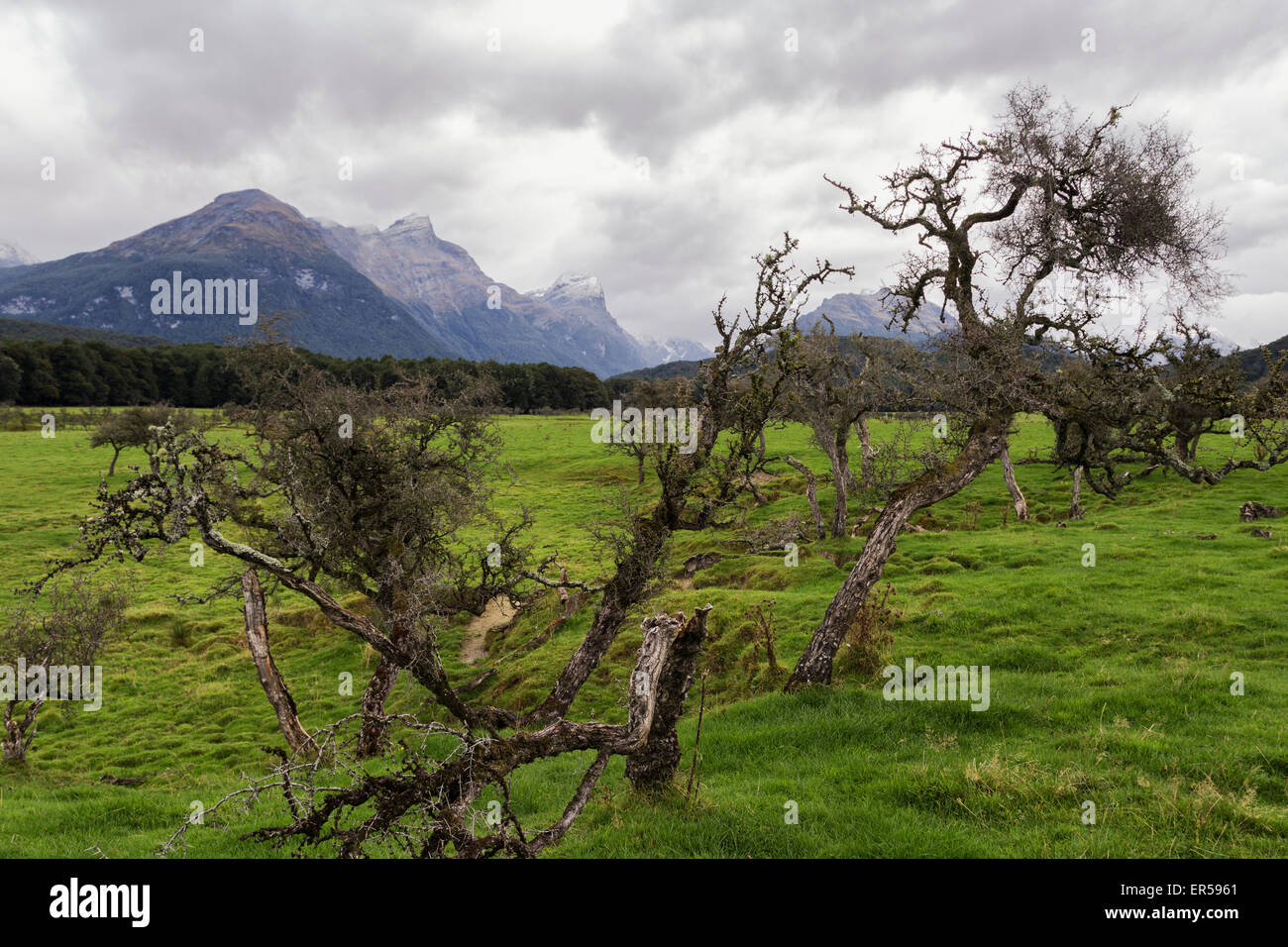 Un albero è visto in una giornata grigia a Glenorchy, Nuova Zelanda. Questa regione è stata caratterizzata nel Signore degli Anelli film. Foto Stock