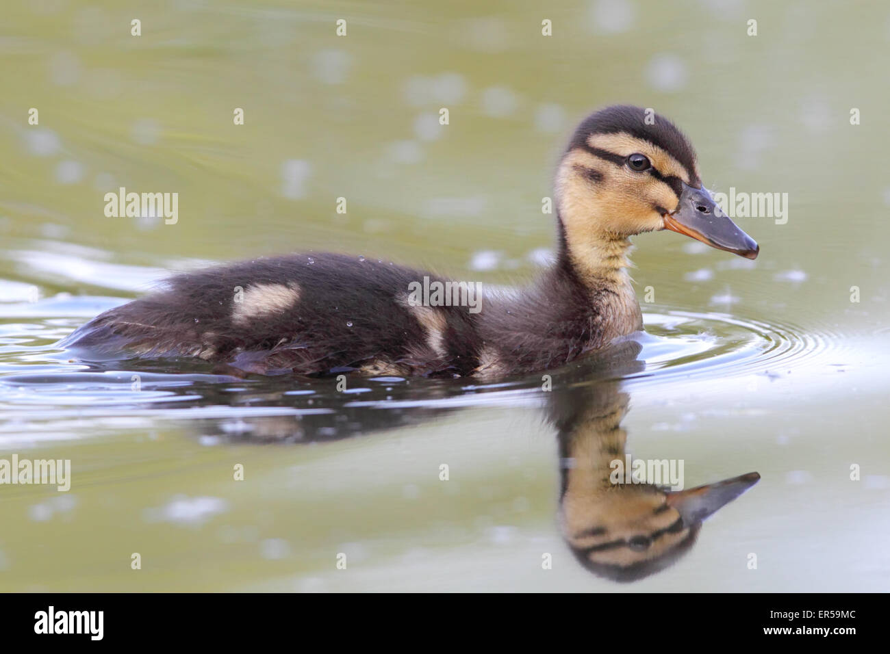 Pulcino di germano reale (Anas platyrhynchos) nuotare in un stagno di Francoforte, in Germania. Foto Stock