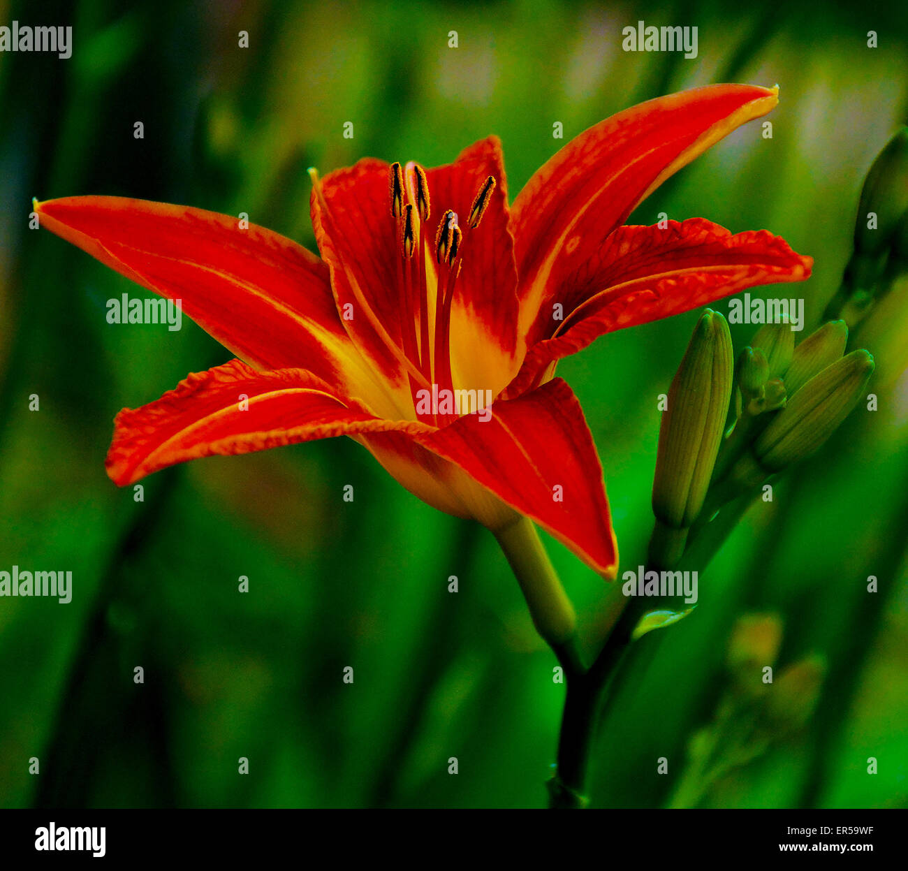 Daylily immagine presa in Ontario Canada Foto Stock