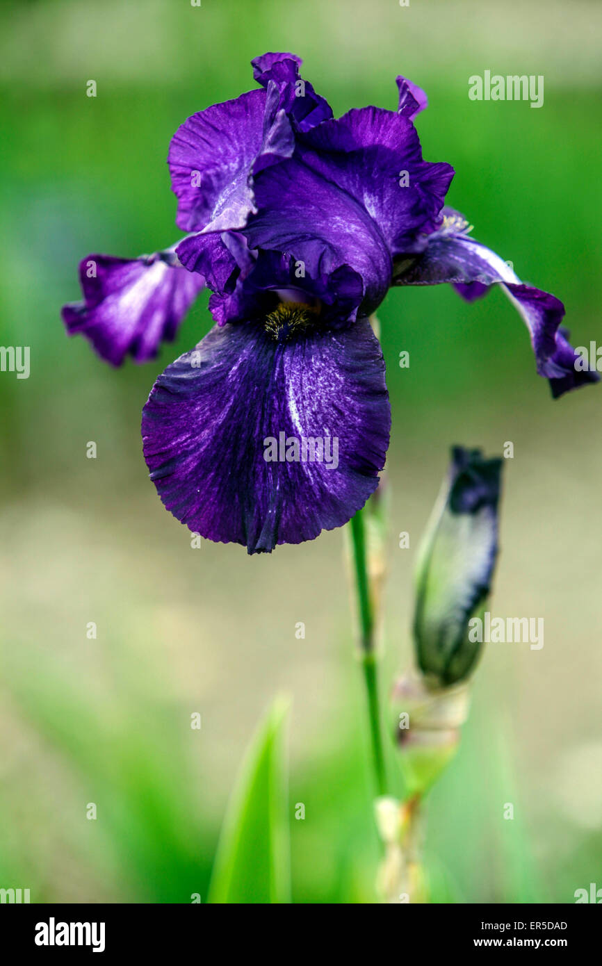 Alto bearded Iris Barbata Elatior 'Fantastic', Iris fiore blu Foto Stock