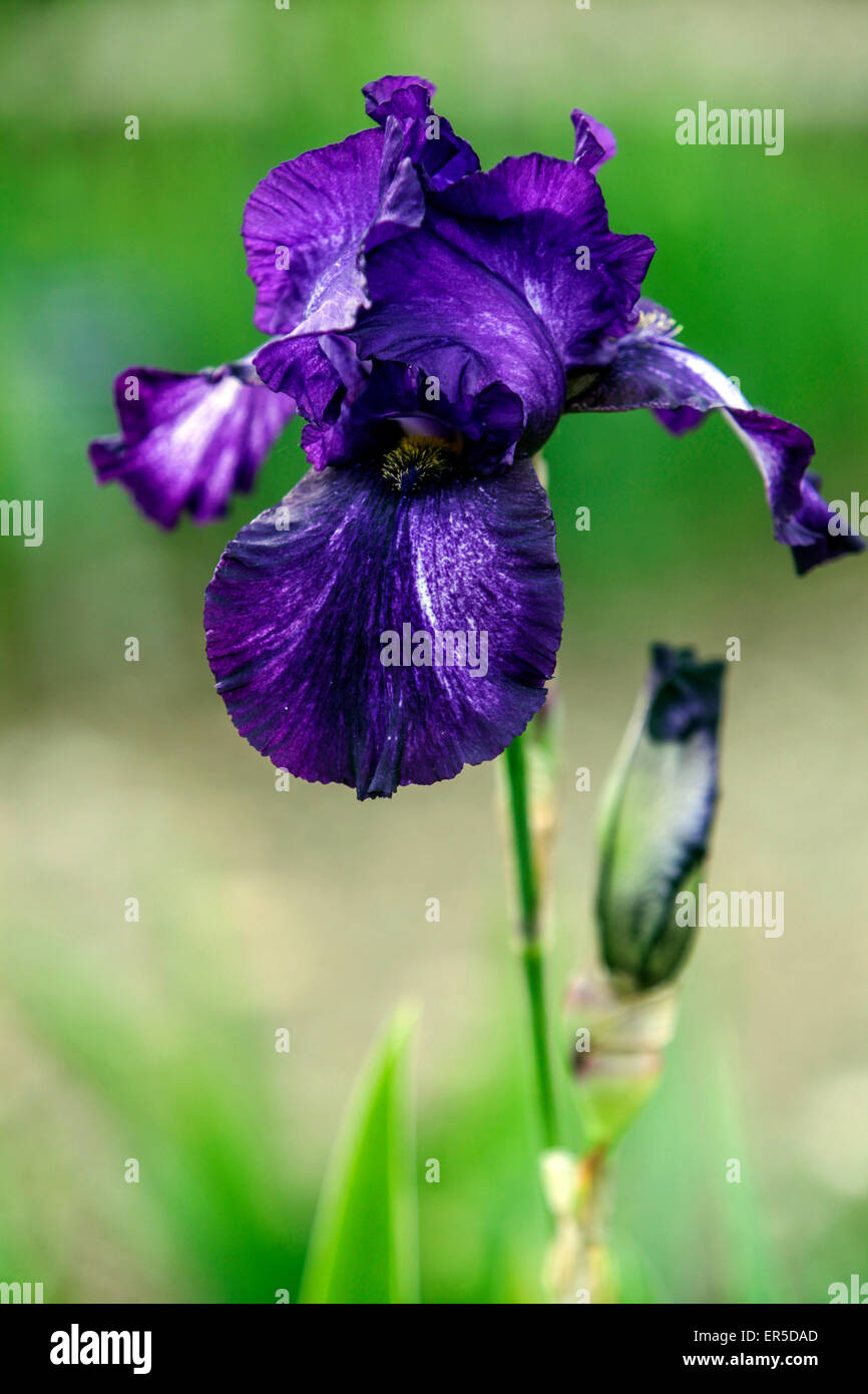 Iris Barbata Elatior "Fantastic", ritratto blu fiore Iris ritratto su sfondo verde Foto Stock