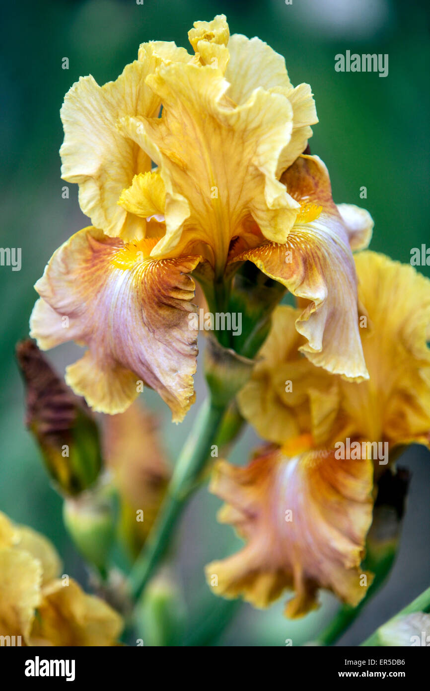 Alto Iris Barbata Elatior 'Montego Bay' fiore pastello pallido Foto Stock