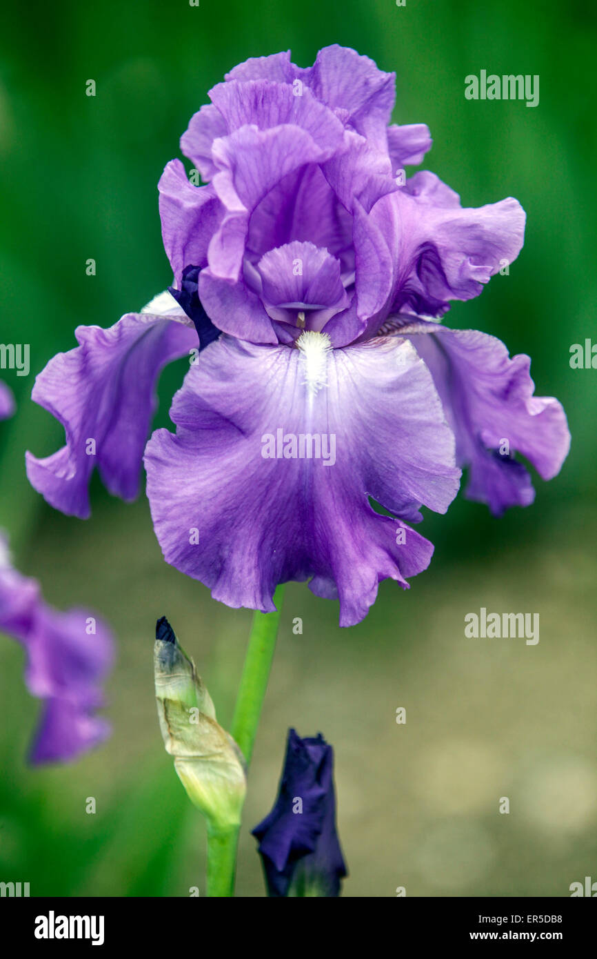 Alto Iris Barbata Elatior 'tempo reale', Iris fiore blu Foto Stock