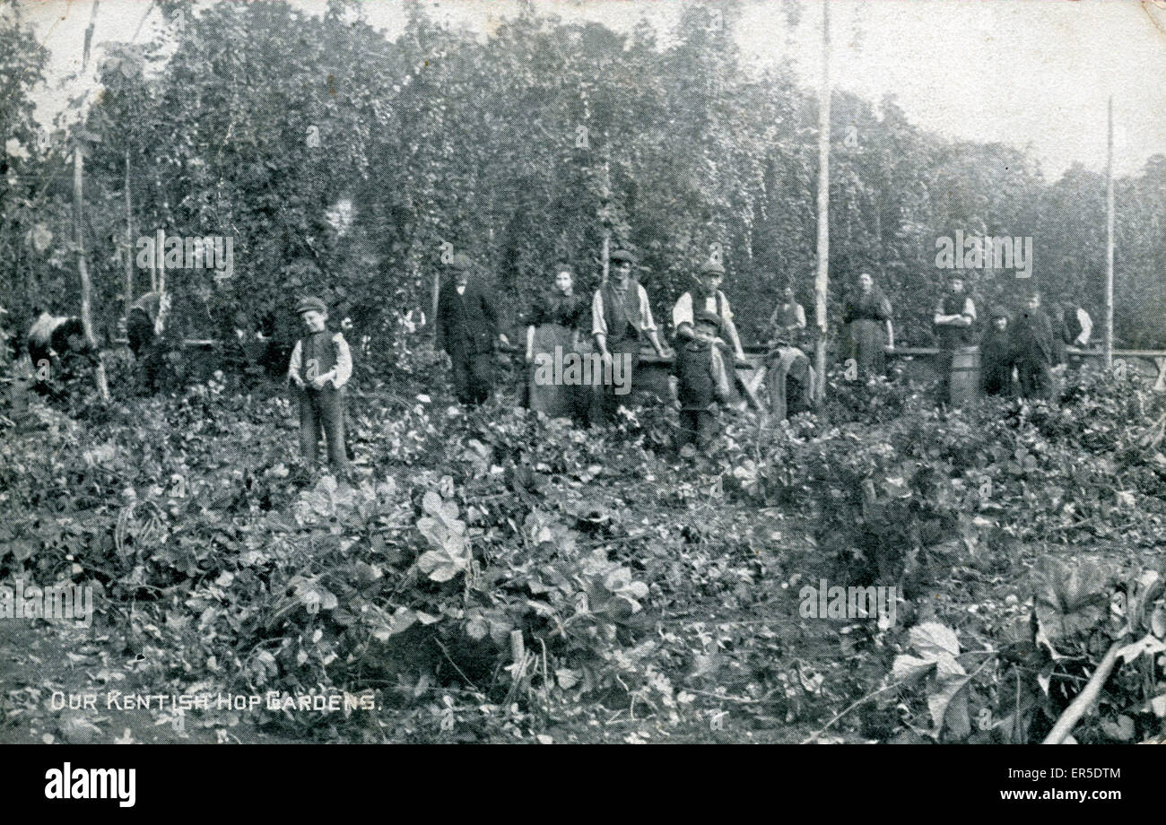 Hop Gardens, Kent, Inghilterra. Mostra raccoglitrici di luppolo 1910s Foto Stock