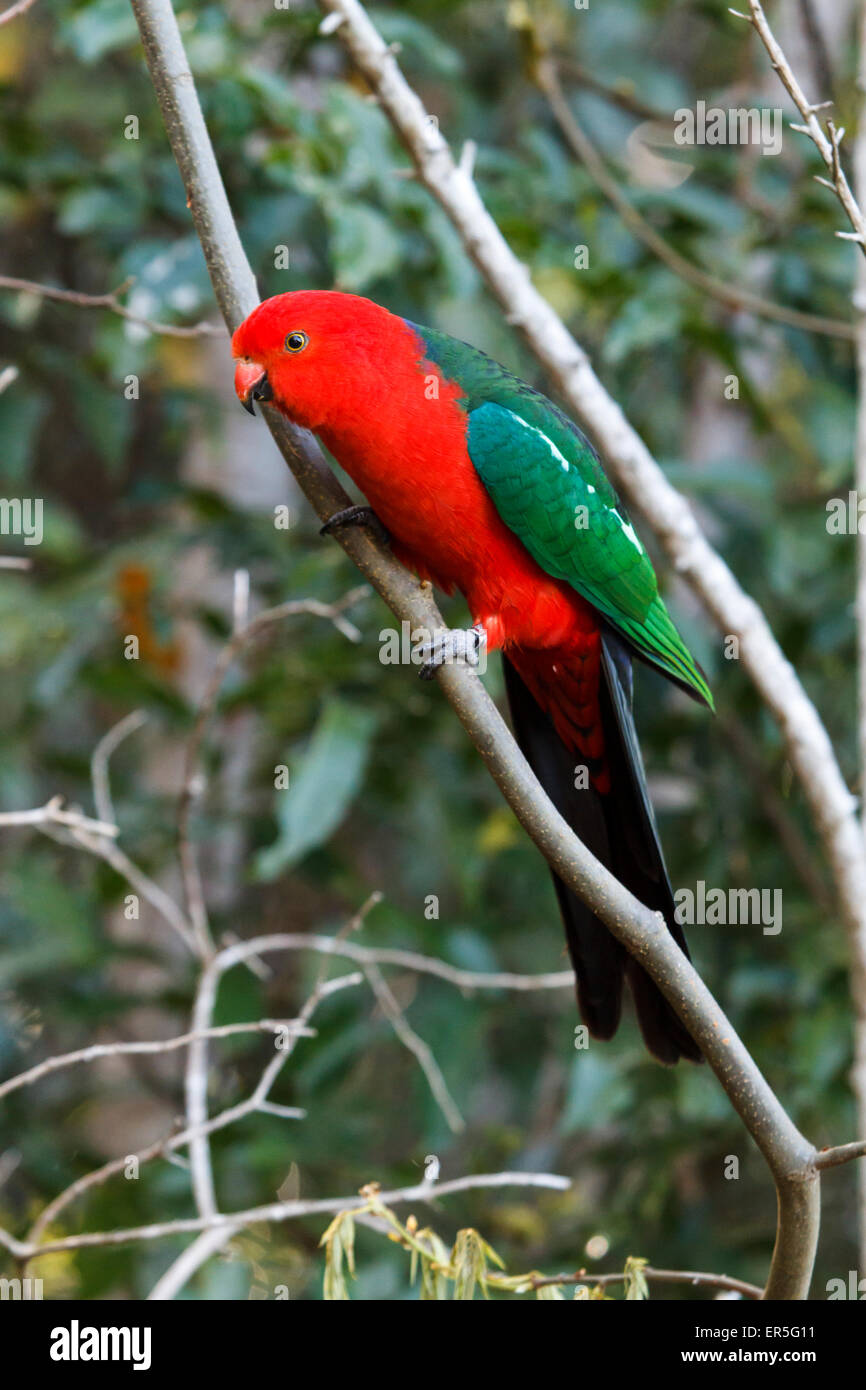 Maschio re australiano Parrot O'Reillys rifugio nella foresta pluviale Foto Stock