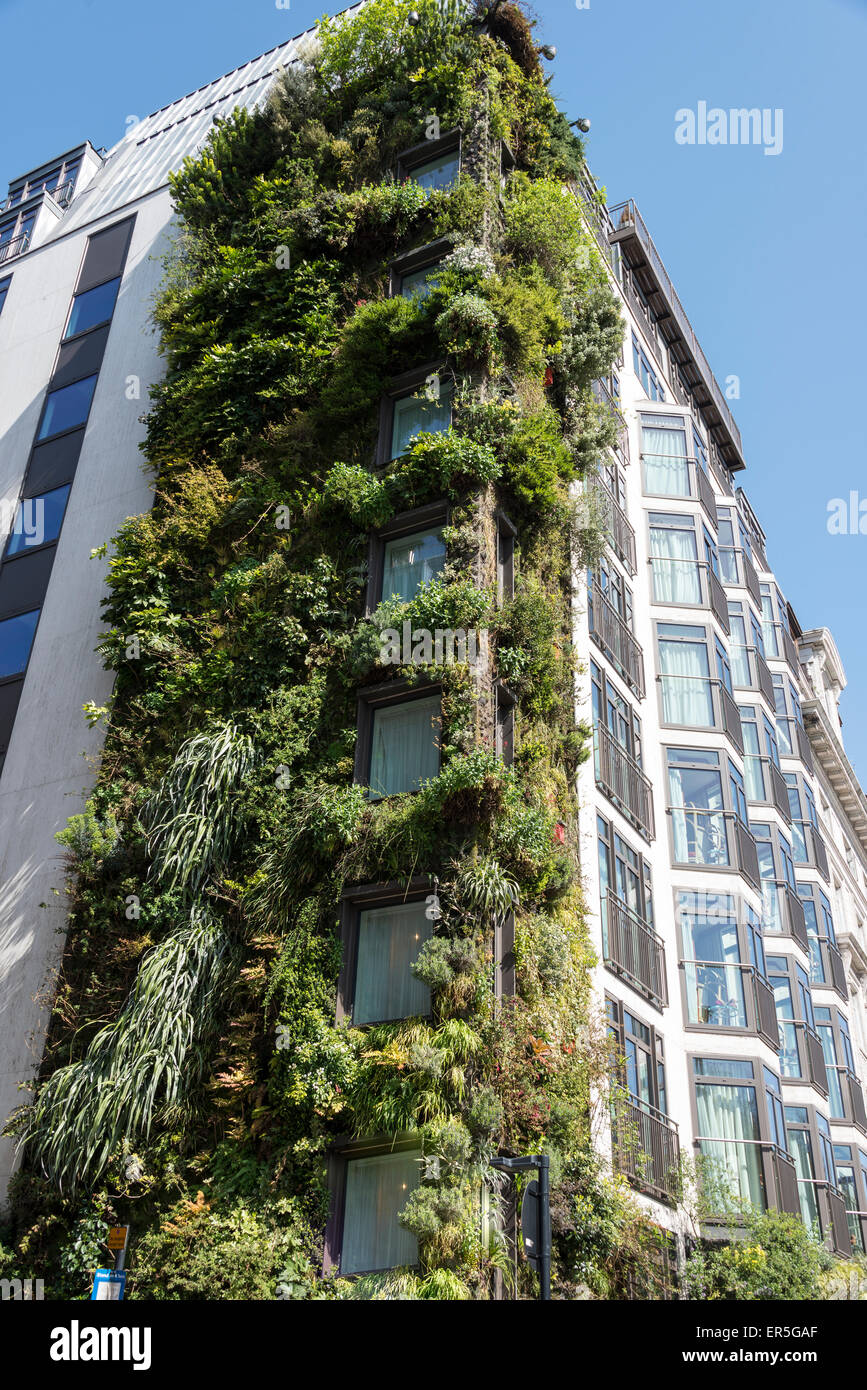 Il muro vivente giardino verticale, l'Athenaeum Hotel, Piccadilly, Mayfair, City of Westminster, Londra, Inghilterra, Regno Unito Foto Stock